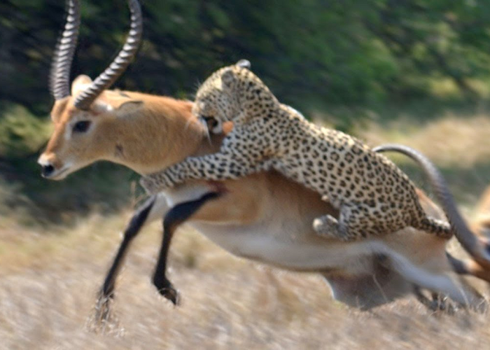 Spaghetti Western Legend Narrowly Escapes Real-Life Death In A Heart-stopping Moment The Antelope Narrowly Escapes Death From Leopard Attack