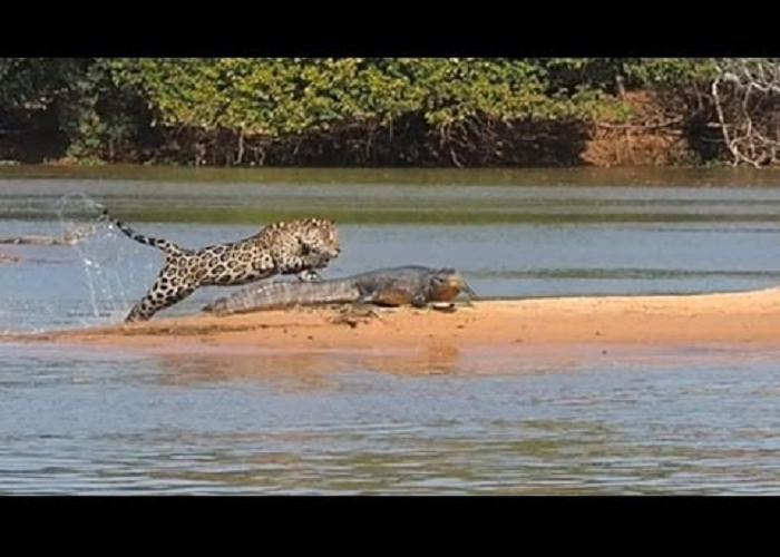 The Jaguar Attacks a Crocodile