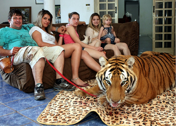 Watch This Family Living With Pet Tigers