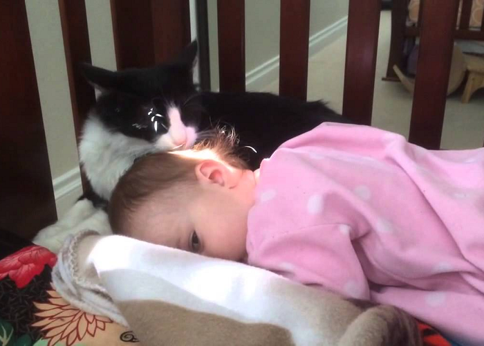 See How This Kitty Cleans The Cute Toddler