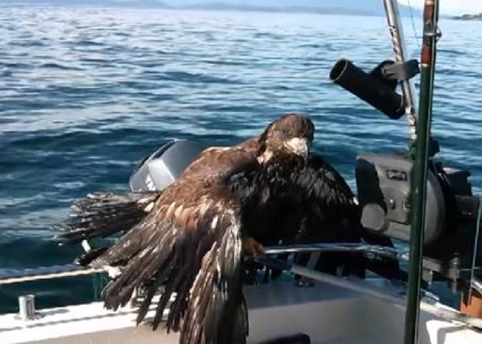 See How This Fisherman Rescues An Exhausted Eagle In The Ocean