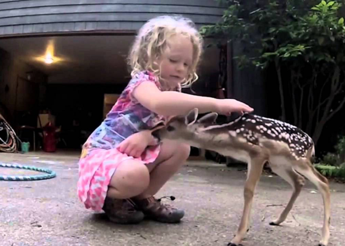 Watch How The Fawn Reacts To The Girl