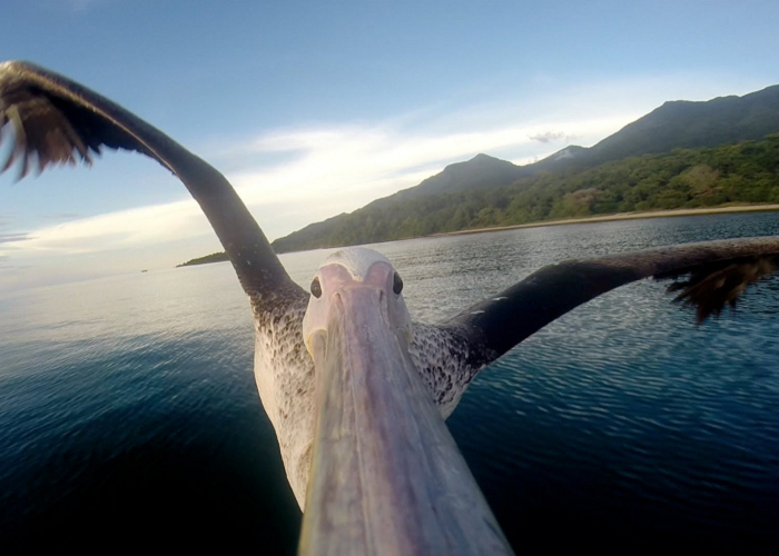 See How The Pelican Learns To Fly For The First Time