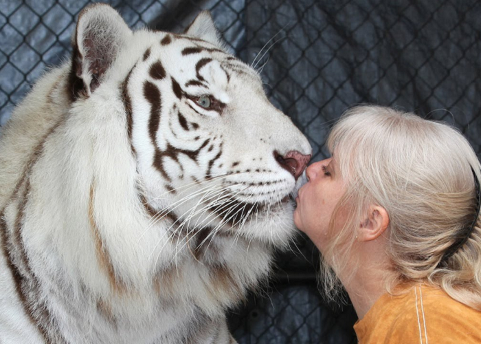 This Woman Keeps Two Bengal Tigers In Her Garden