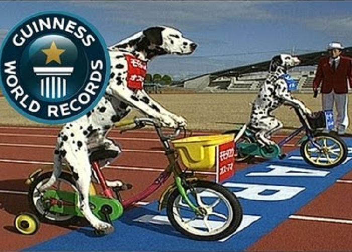 See These Two Funny Dogs Riding Tricycles