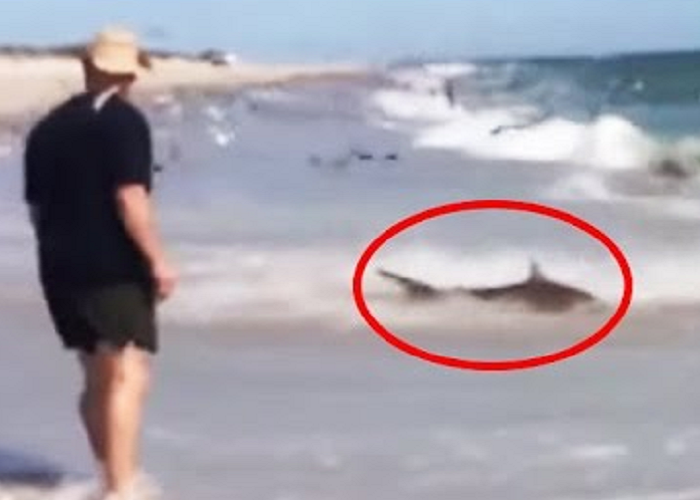 Look At This Massive Shark Feeding Frenzy Caught On Video