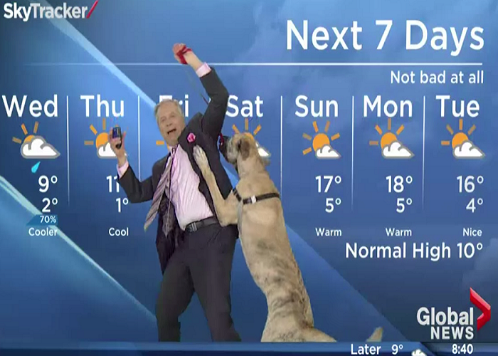 This Dog Steals The Show From Weatherman During The Weather Forecast