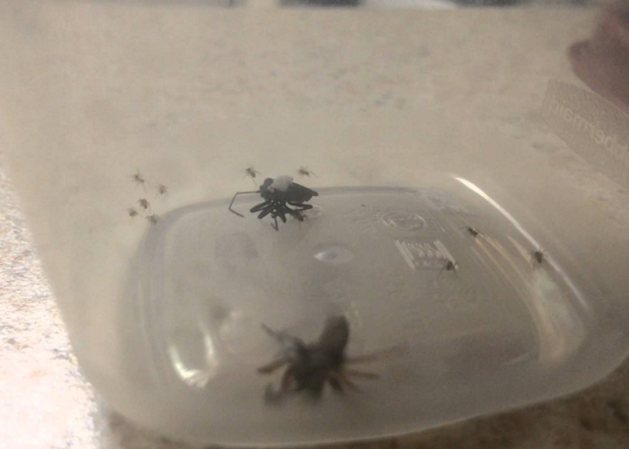 Watch This Spider Explode With Babies When Attacked By Another Spider