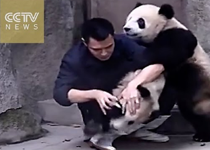 These Two Cute Pandas Don’t Want To Take Their Medicine