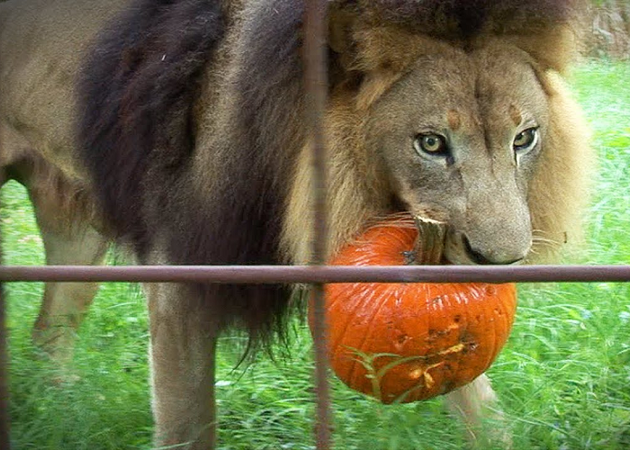 See How These Big Cats React To Pumpkins