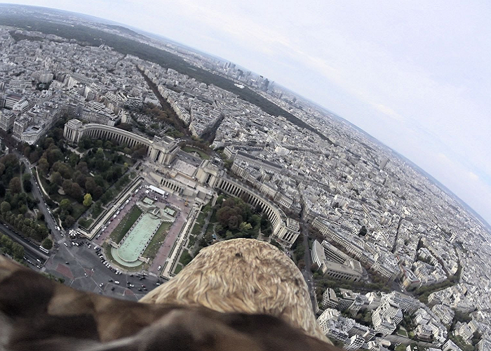 See How Paris Looks Like From The Back Of An Eagle