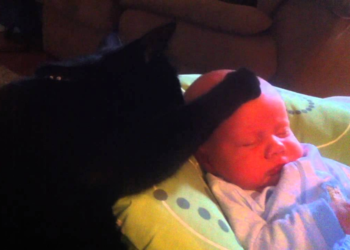 This Cat Soothes The Crying Baby To Sleep