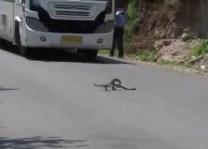 See How The Mongoose Hunts Cobra On The Road