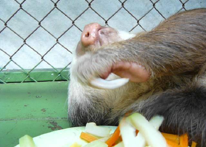 This Sloth Just Wants To Eat Carrots