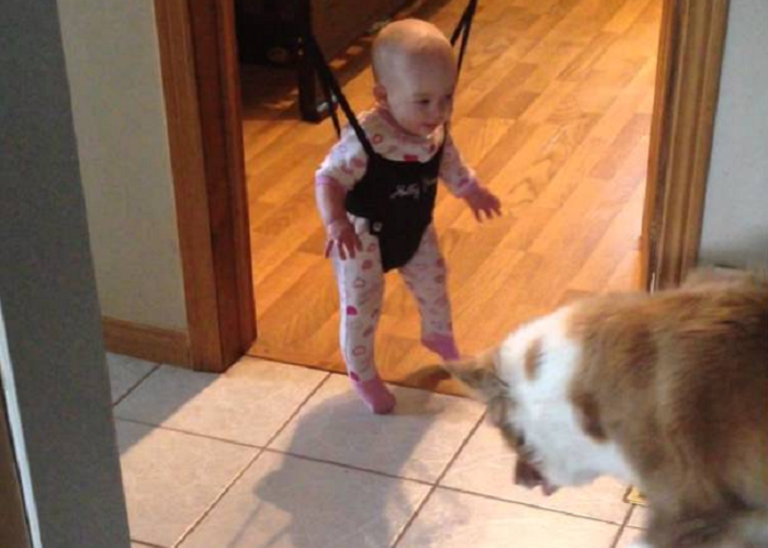 See The Dog Teaching Baby To Jump