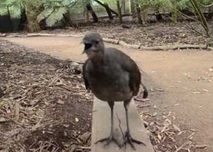 Look At This Lyrebird Singing Like A Laser