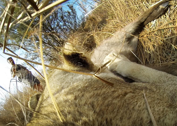 Lioness Hunts Down A Buck With A GoPro Camera On Her Back