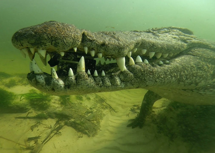 This Crocodile Steals A GoPro Camera From A Diver