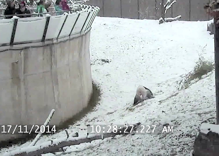 See The Giant Panda Tumbles In The Snow In Toronto Zoo