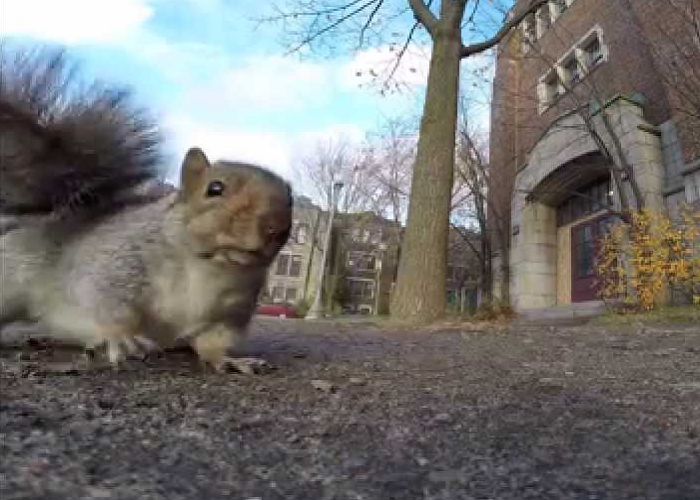 This Squirrel Steals The GoPro Camera And Carries It Up A Tree