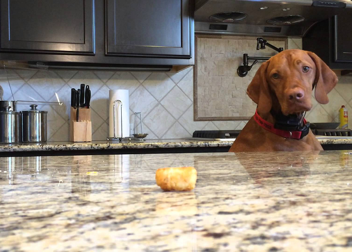 See This Dog Desperately Struggles To Reach A Tater Tot