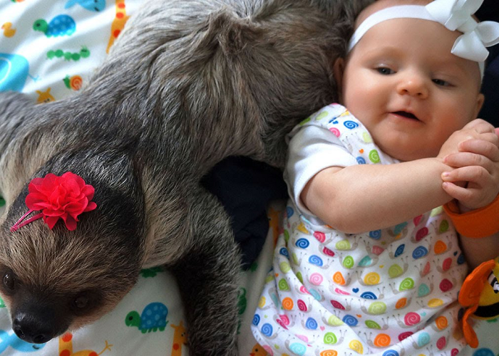 This Is An Adorable Friendship Between A Baby And A Sloth