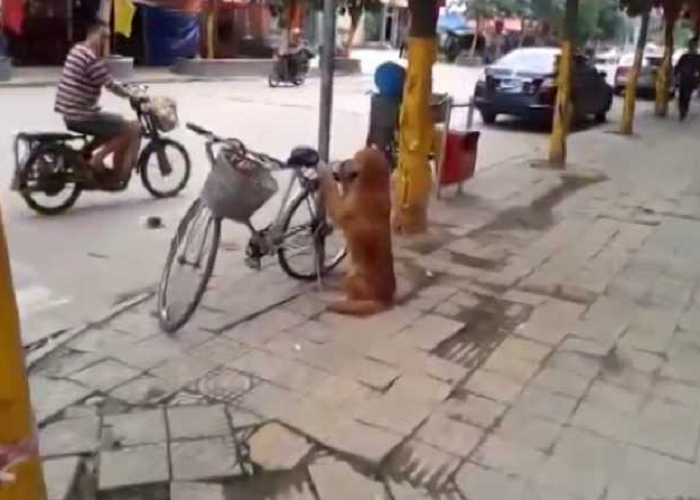 This Is The Best Dog Ever Guarding The Owner's Bike