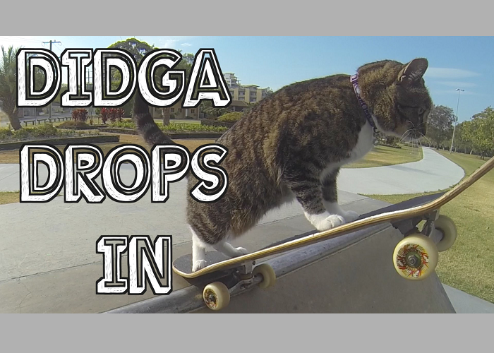 Meet Didga, The Skilled Skateboarding Cat