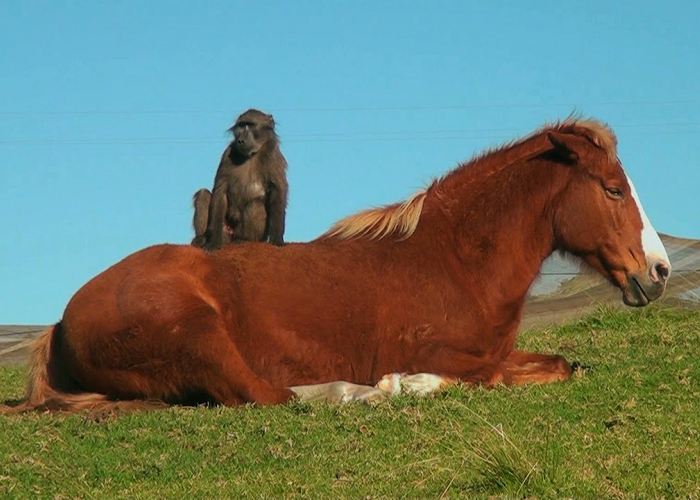 This Is An Awesome Friendship Between Horse And Baboon