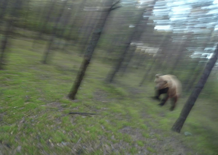 Watch This Man Trying To Run Away From An Attacking Bear
