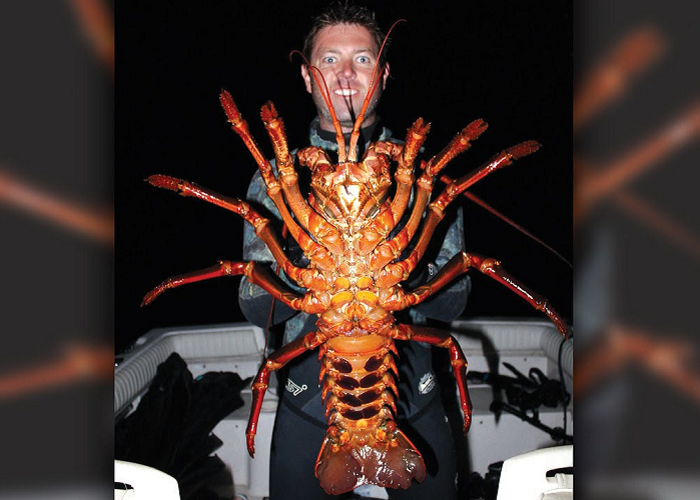 This Giant Lobster Is ONLY 70 Years Old