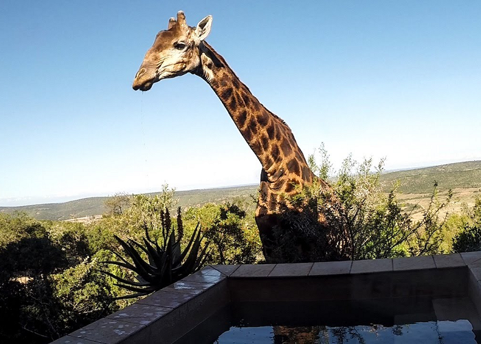 Look At This Giraffe Drinking From A Swimming Pool