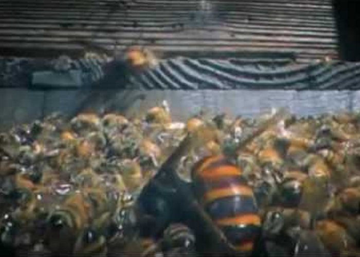 Look How 30 Giant Hornets Kill 30,000 Honey Bees In 3 Hours