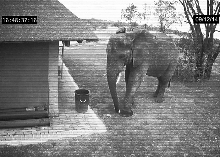 See This Elephant Cleaning Up The Trash