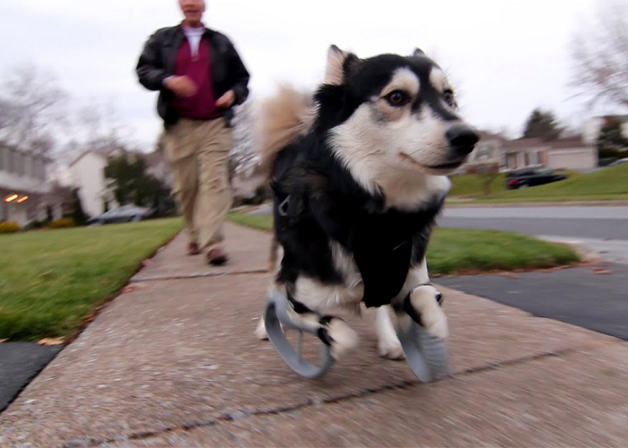 The Custom 3D Printed Prosthetics Allow The Dog To Run For The First Time