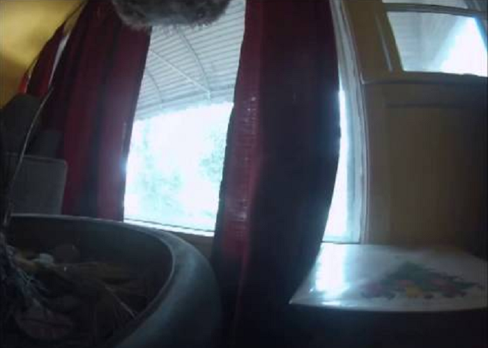 A Guy Attaches GoPro To See What His Dog Does When He Leaves