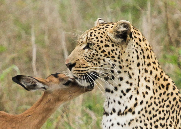This Young Impala Really Wants To Become Friend With The Leopard