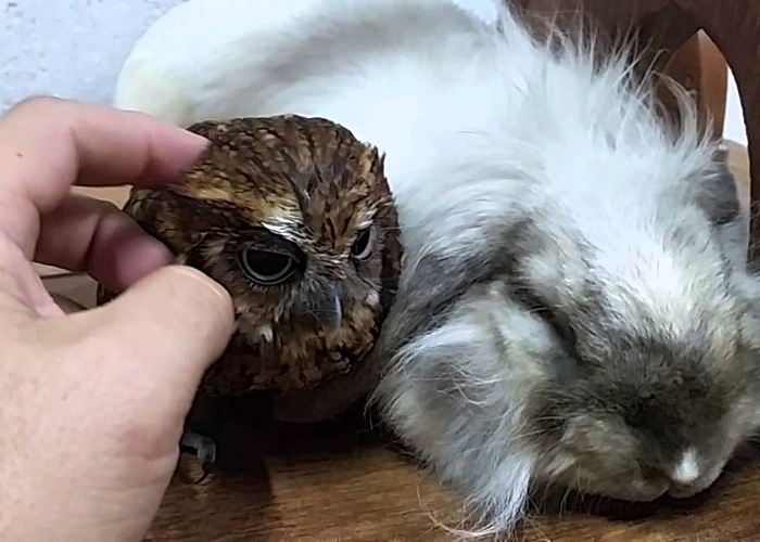 Owl And Bunny Take A Nap Together Like Two Old Friends
