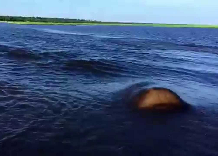 Hippo Chases A Boat Full Of People On Safari