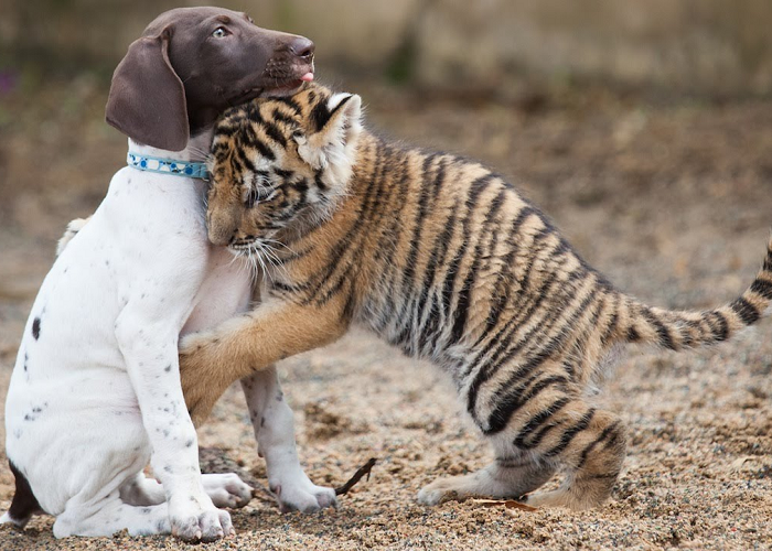 The Baby Tiger And Dog Are Really Best Friends