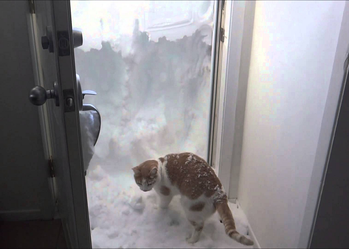 This Cat Is Really Trying To Deal With The Four Foot Snow Drift