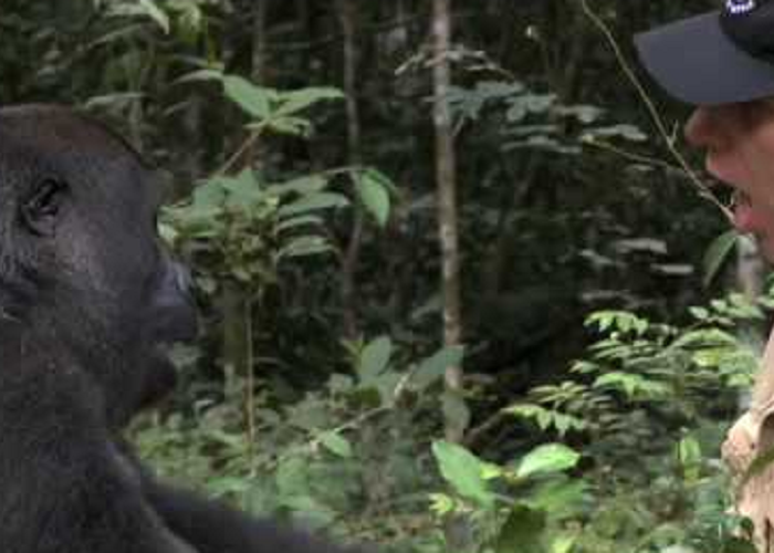 Gorilla Finds And Encounters The Man After 5 Years