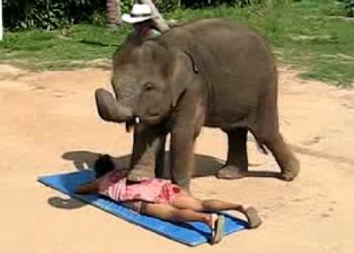 The Lady Gets Massage From A Cute Baby Elephant In Thailand