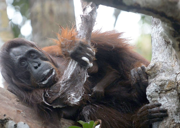 This Orangutan Scrubs Herself With Stolen Soap Bar