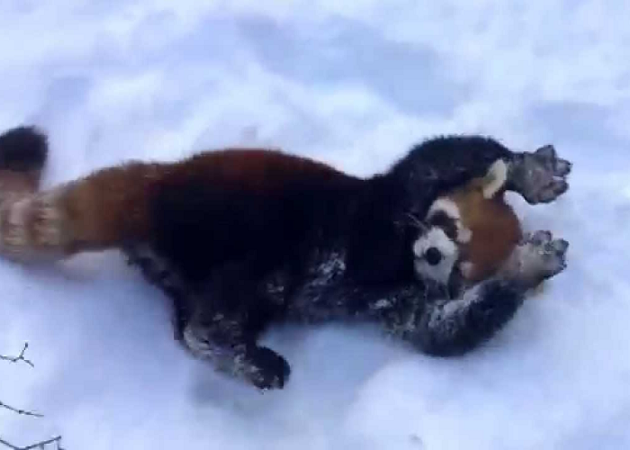 These Red Pandas Are Really Having Fun In The Snow