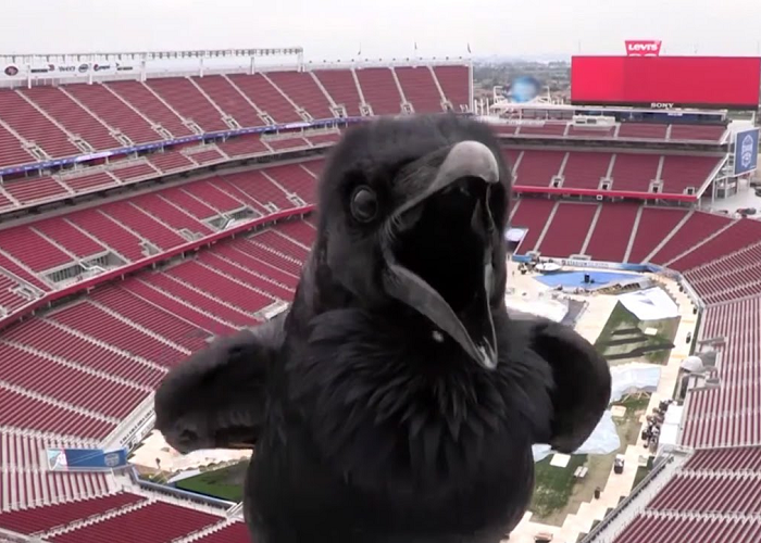 This Surprise Visitor Stops By The Stadium Series Webcam