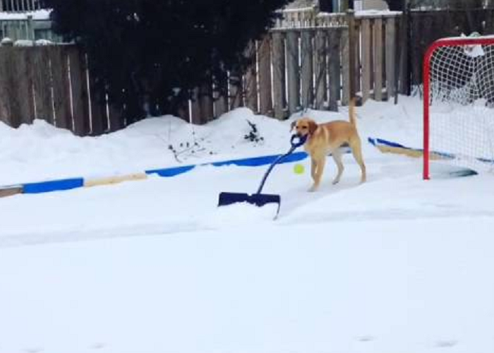 Watch This Funny Dog Shoveling The Hockey Rink