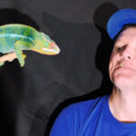 A Chameleon’s Tongue in Slow Motion Is Absolutely Incredible A Chameleon’s Tongue in Slow Motion Is Absolutely Incredible