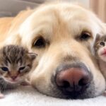 These Tiny Kittens Discover Their Golden Retriever Friend These Tiny Kittens Discover Their Golden Retriever Friend