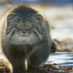 Meet the World’s Grumpiest Cat And Watch Him Try to Catch Dinner Meet the World’s Grumpiest Cat And Watch Him Try to Catch Dinner